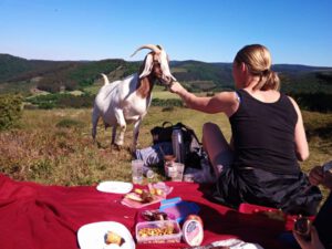 Picknick mit Ziegen